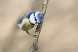 <p>SÝKORA MODŘINKA (Cyanistes caeruleus) /Eurasian blue tit - Blaumeise/</p>